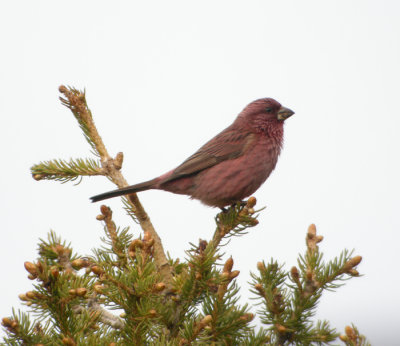Blek rosenfink ♂