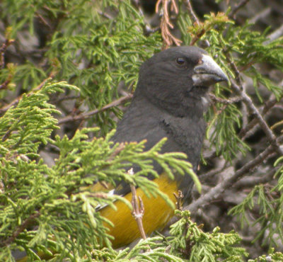 Tujastenknck / White-winged Grosbeak