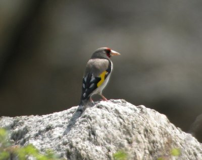 Steglits / Goldfinch (ssp paropanisi)