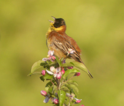 Svarthuvad sparv ♂