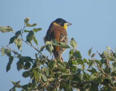 Svarthuvad sparv ♂