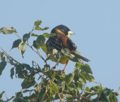 Svarthuvad sparv ♂