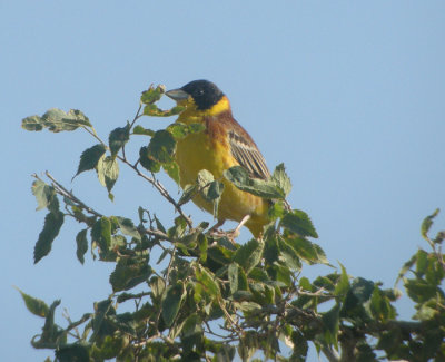 Svarthuvad sparv ♂