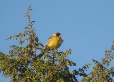 Svarthuvad sparv ♂