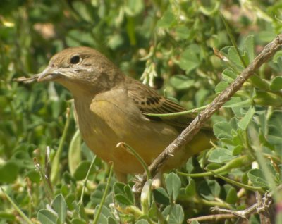 Svarthuvad sparv ♀