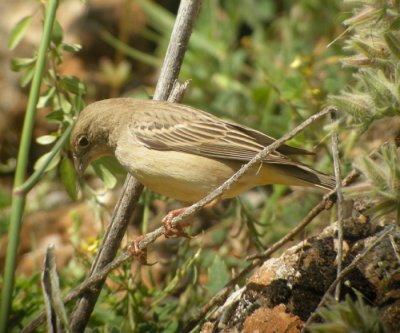 Svarthuvad sparv ♀