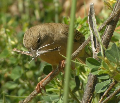 Svarthuvad sparv ♀