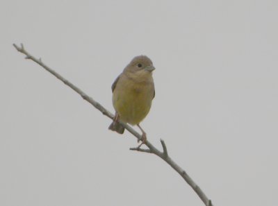 Svarthuvad sparv ♀