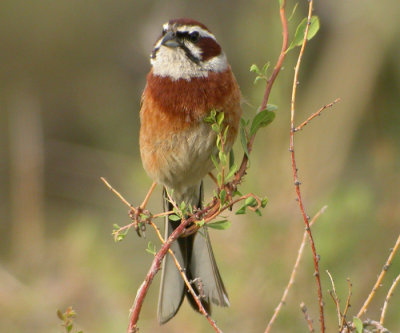ngssparv ♂