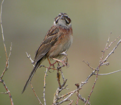 ngssparv ♀