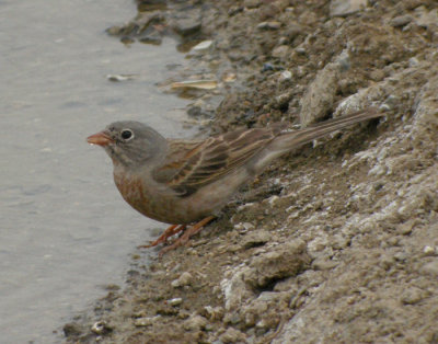 Bergortolansparv / Grey-necked Bunting