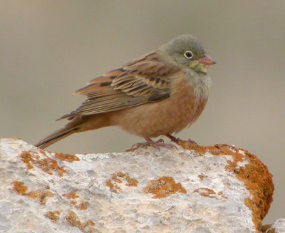 Ortolansparv ♂