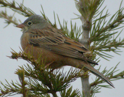 Ortolansparv ♂