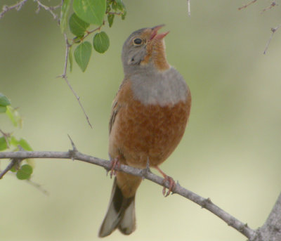 Rostsparv ♂