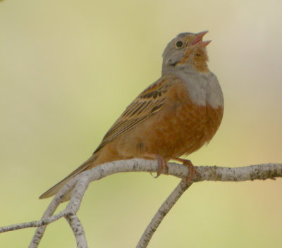 Rostsparv ♂