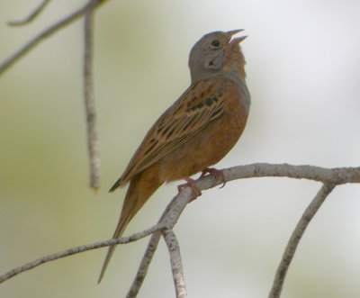 Rostsparv ♂