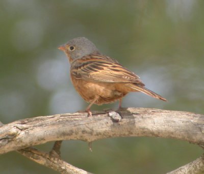 Rostsparv ♂
