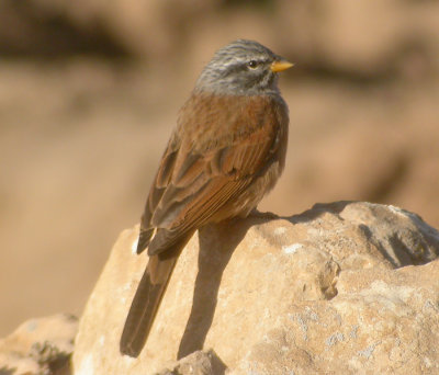 Hussparv / House Bunting
