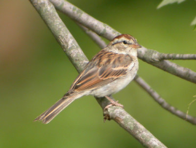 Tjippsparv / Chipping Sparrow