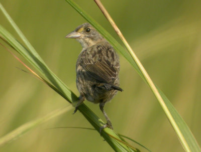 Kustsparv