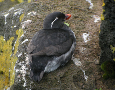Papegojalka