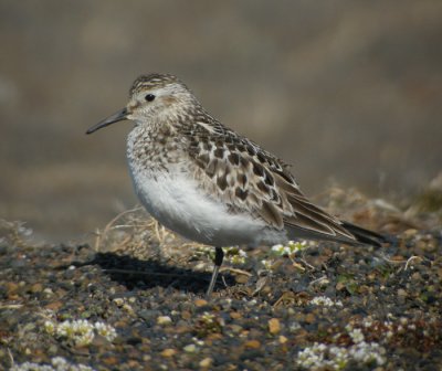 Gulbröstad snäppa, adult sommar