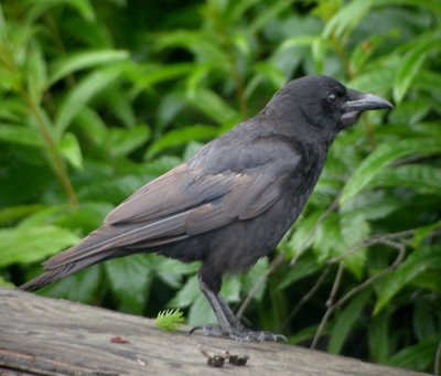 Alaskakrka / Northwestern Crow