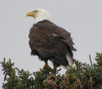 Vithvdad havsrn, adult