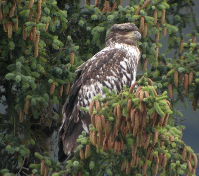 Vithvdad havsrn, subadult