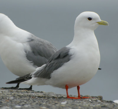 Beringmås, adult