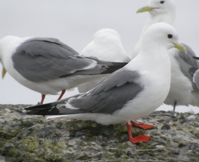 Beringmås, adult