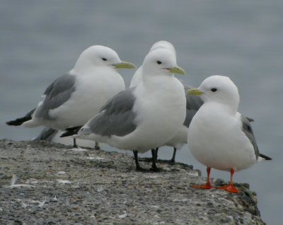 Beringmås, adult