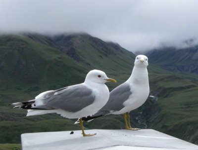 Fiskms (ssp brachyrhynchus)