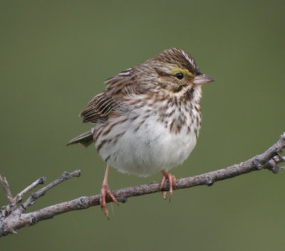 Gulbrynad grssparv / Savannah Sparrow
