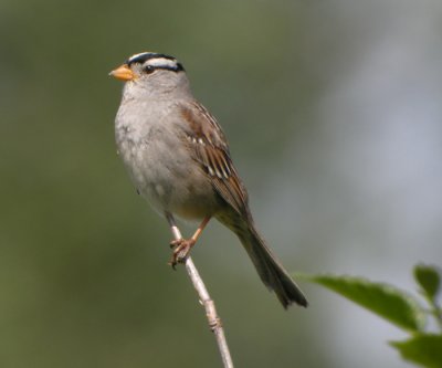 Vitkronad sparv / White-crowned Sparrow