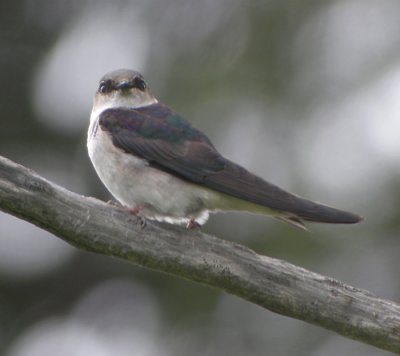 Violettgrn svala ♀