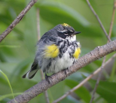 Gulgumpad skogssngare / Yellow-rumped Warbler