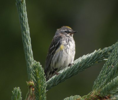 Gulgumpad skogssngare ♀