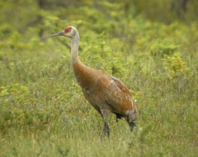 Prrietrana