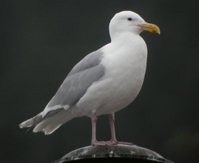 Gråvingad trut, adult