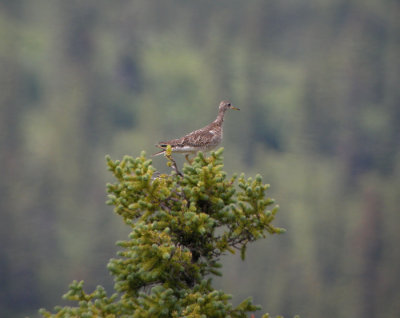 Piparsnppa
