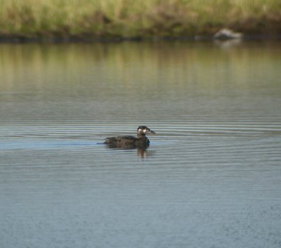 Vitnackad svrta ♀