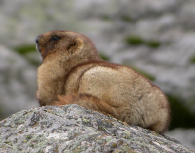 Altai Marmot