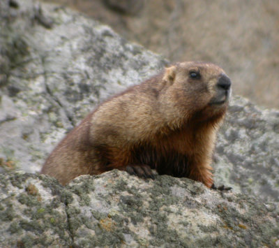 Altai Marmot