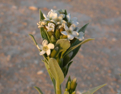 Ökenblomma