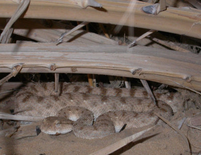 Hornvipera / Arabian Horned Viper (Cerastes gasperetti)