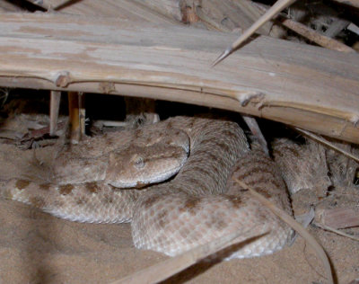 Hornvipera (Horned Viper)