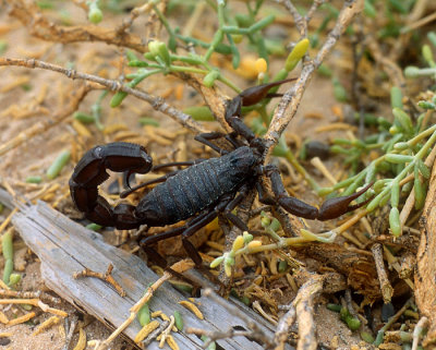 Arabian Fat-tailed Scorpion (Androctonus crassicauda) 