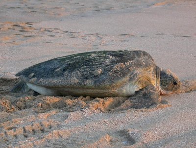 Soppskldpadda (Green Turtle)