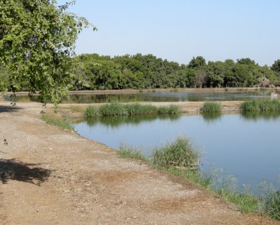 Reningsdammarna vid Sohar Sun Farm